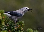 Clark's Nutcracker, Main Soaking Pool - 